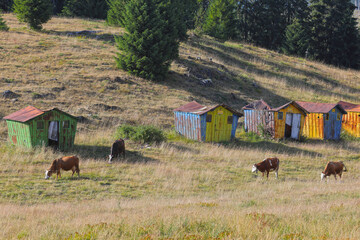 Cattle graze on the grassy, ​​green hillside in the countryside in front of colorful cottages. This color photo was taken on the Padis plateau in Romania.