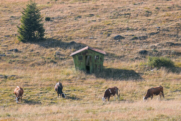 Cattle graze on the grassy, ​​green hillside in the countryside in front of green cottage. Color illustration photo of free-range animal husbandry or rural tourism. 