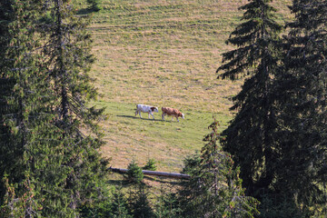 Two grazing cows in the green mountains, among pine trees. Illustration photo of rural scenery or hill lanscape with animals.
