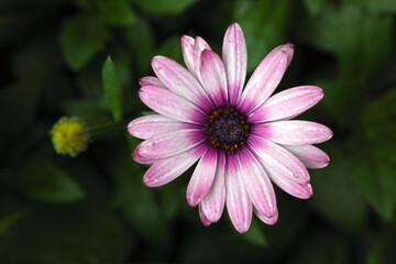 Close-up of a flower with purple petals and a yellow bud on a green blurred background. Colorful macro nature photo.