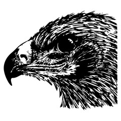 Eagle head. Sketch. Doodle illustration