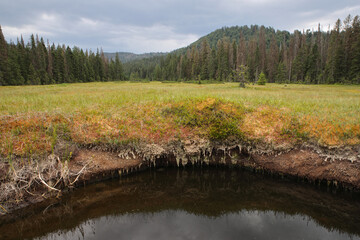 Unique nature reserve national park with peat moss bog, pine forest and pond in the Bihar mountains near Padis, Transylvania, Romania. 
Color landscape photo.