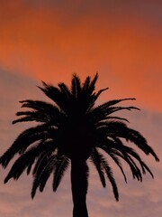 silhouette of a palm tree on a red sky background