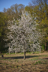 Fruit tree with white blossoms in spring. Color high resolution nature photo. 