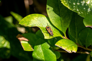 Pyrocorres gendarmes dans le jardin