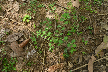 High angle view of an Arrow Leaf Sida or Heen Babila (Sida Alnifolia) plant in a wild area