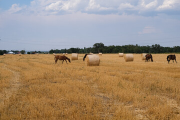 Landscape with horses on the field. The horses are foraging in a mown wheat field next to the coils of straw.