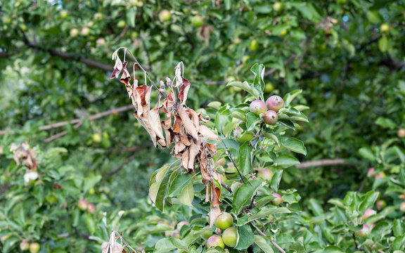 Apple orchard disease, the tree is infected with a bacterium. Apple tree is susceptible to bacterial burn disease. The problem of modern orchards.