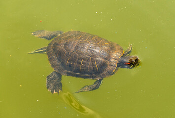 turtle swims in the muddy water of the lake
