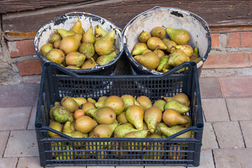 Juicy and ripe pears in a paint bucket and a plastic crate, harvested in autumn, stocked for winter