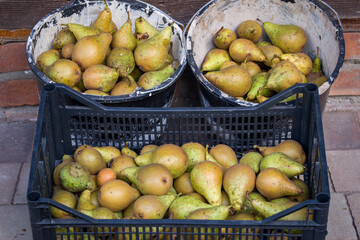 Juicy and ripe pears in a paint bucket and a plastic crate, harvested in autumn, stocked for winter