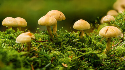 Toadstools in a bed of moss