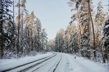 winter forest landscape with snow