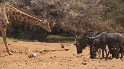 Herd of Wildebeest jealously watch giraffe eating a salt lick