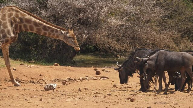Herd of Wildebeest jealously watch giraffe eating a salt lick