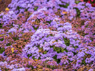 Obraz premium Close-up of small, purple flowers, Ageratum Houstonianum, also know as Floss flower, Pussy Foot, or Blue mink.