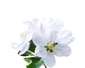 Isolated white flowers of apple tree.