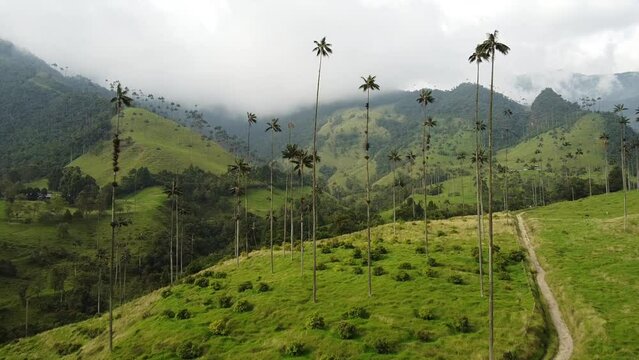 aerial drone view of the Cocora Valley in the cafetera area near Salento coffe  region  - the tallest wax palm plants in the world and the fantastic nature of Colombia in South America 
