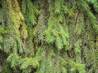 Background of green spruce branches in sunset light