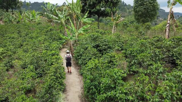 aerial drone view of plantation of coffee with coffee plants in various stages of growth in the cafetera area near Salento coffe  region - the tallest wax palm plants in the world and the fantastic  