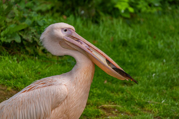 Pink pelican eating fishes with green background