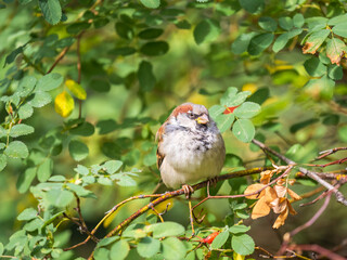 Sparrow sitting on a green branch in autumn. Sparrow with playful poise on branch in autumn or summer