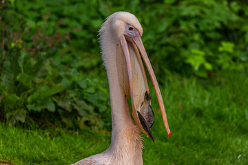 Pink pelican eating fishes with green background
