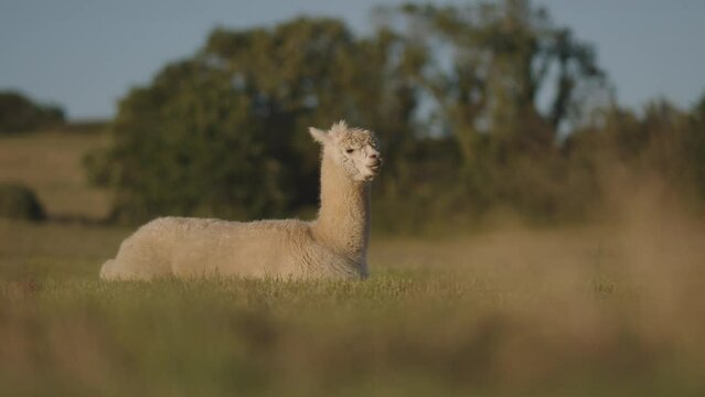 Cute alpaca laying on the green field and grazing