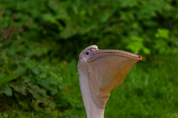 Pink pelican eating fishes with green background