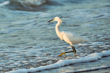 Snowy egret wades thru the coastline of Myrtle Beach South Carolina at sunrise