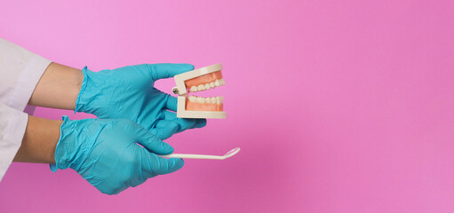 Dentist is hold Orthodontic model of teeth and Dental mirror on pink background.Hand wear blue...