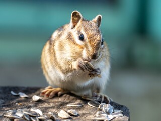 北海道　エゾシマリス　シマリス　リス　　小動物　かわいい　齧歯類