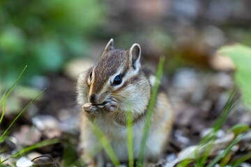 北海道　エゾシマリス　シマリス　リス　　小動物　かわいい　齧歯類