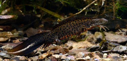 Makedonischer Kammmolch - Männchen // Macedonian crested newt - male (Triturus macedonicus)