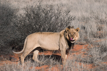 Fototapeta na wymiar male lion (panthera leo) posing in the kalahri desert