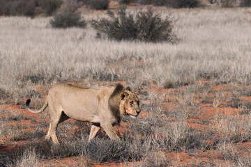 Obraz na płótnie Canvas male lion (panthera leo) walking in the kalahri desert 