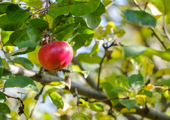 ripe red apple on an apple tree branch