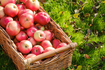 ripe red apples in a wicker basket on the grass