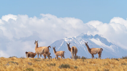 A vicuña herd on a hilöltop on the road to the Jama Pass, Atacama desert, Chile border with...