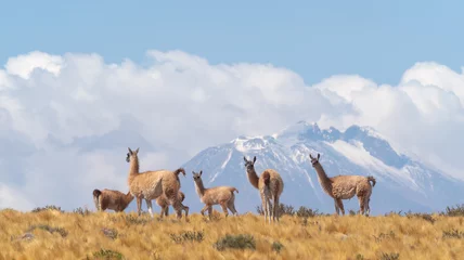 Fotobehang A vicuña herd on a hilöltop on the road to the Jama Pass, Atacama desert, Chile border with Bolivia © Luis