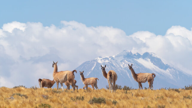 A vicuña herd on a hilöltop on the road to the Jama Pass, Atacama desert, Chile border with Bolivia