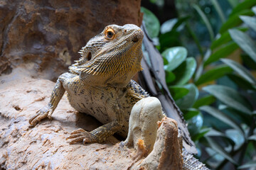 Inland Bearded Dragon, Pogona vitticeps