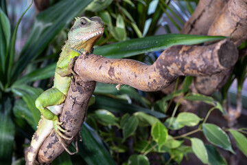 Thai water dragon, Physignathus cocincinus