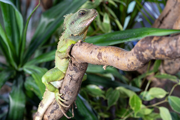 Thai water dragon, Physignathus cocincinus