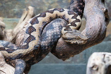 Nose-horned viper, Vipera ammodytes