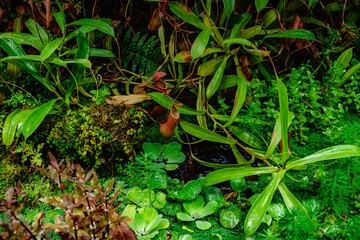 Tropical forest with carnivorous plants
