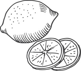 Lemon slices and whole fruit in hand drawn style