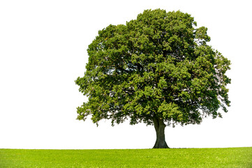 Naklejka premium Einzelner Baum als Einzelbaum auf Wiese