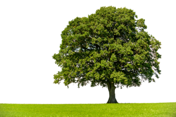 Einzelner Baum als Einzelbaum auf Wiese