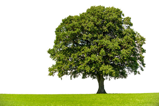 Einzelner Baum als Einzelbaum auf Wiese